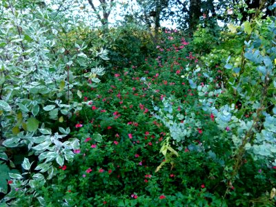 Plantes automne Jardin des Plantes 5