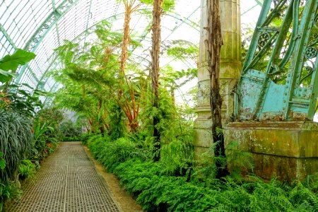 Plants - Laeken Royal Greenhouses - Royal Castle of Laeken - Brussels, Belgium - DSC07464