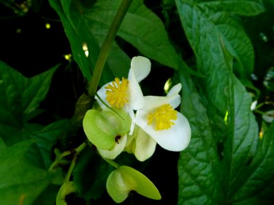 Plantes du Jardin des Plantes de Paris 02
