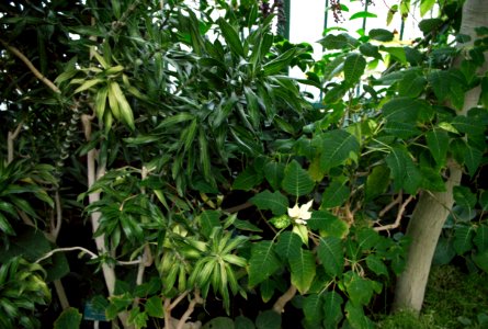 Plantes des serres d'Auteuil 4