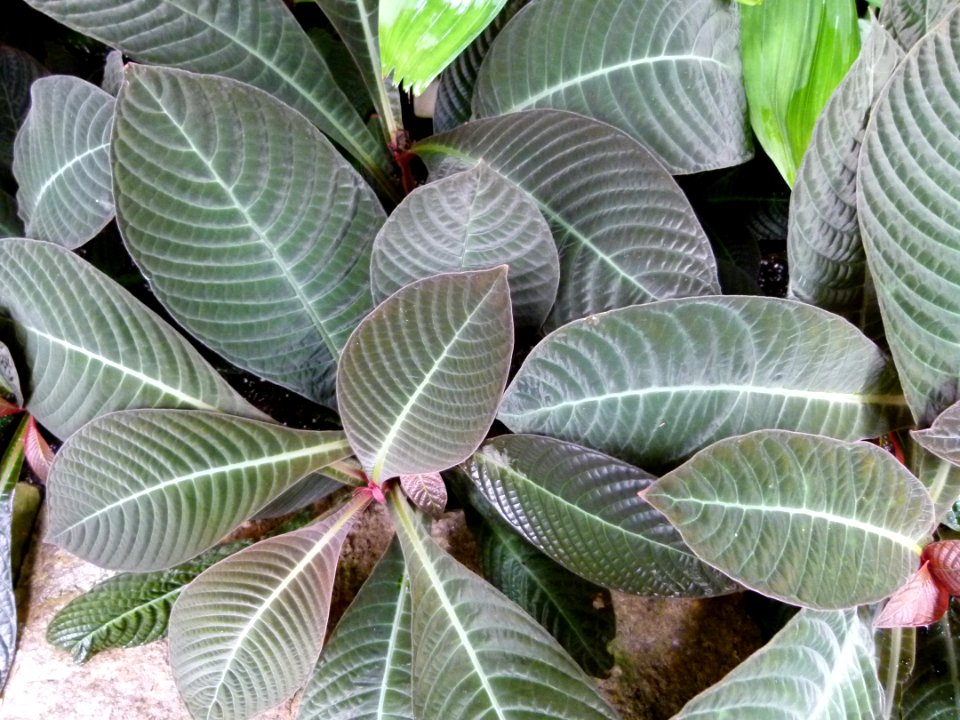 Plantes bb5