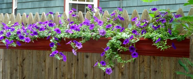 Planter box with purple flowers