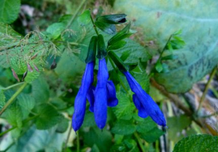 Plantes automne Jardin des Plantes 8
