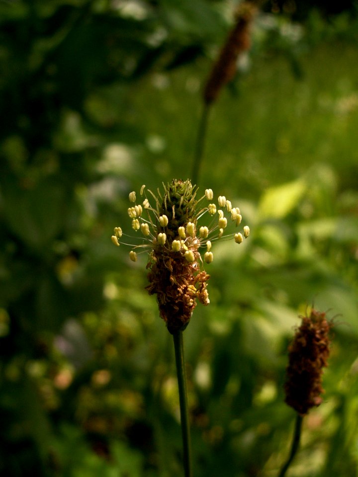 Plantago lanceolata 2014-06-20 Highland Park 01