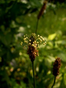 Plantago lanceolata 2014-06-20 Highland Park 01