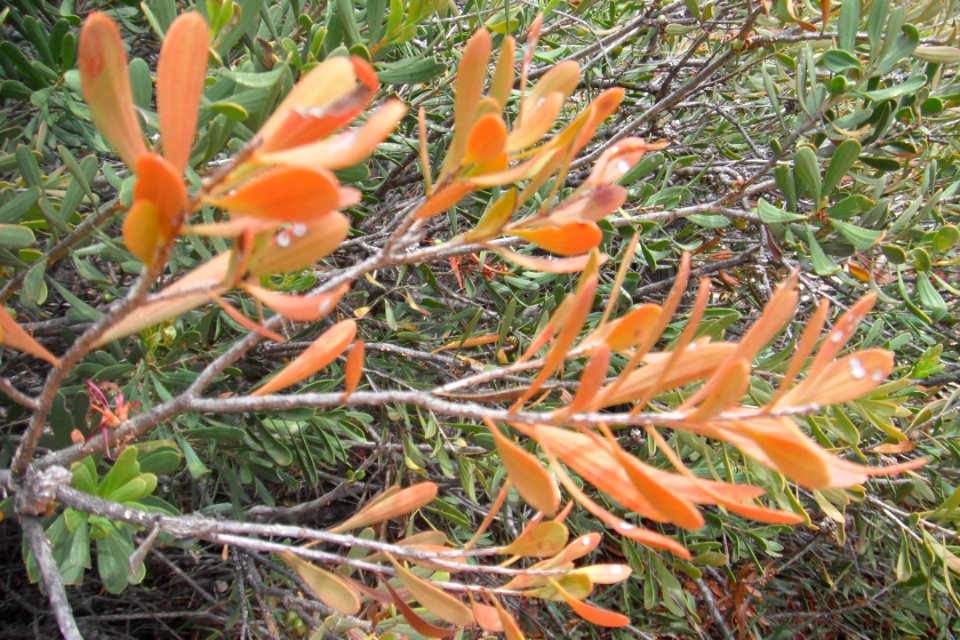 Plantes brunes