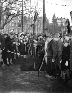 Planten Beatrixboompje Leidsche Bosje Amsterdam, Bestanddeelnr 901-4348