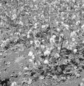 Planten met rijpende katoen, Bestanddeelnr 255-4274