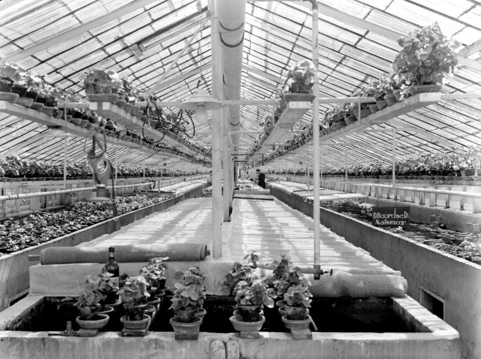 Plantenkas van de fa D Baardse in Aalsmeer, Bestanddeelnr 190-0666
