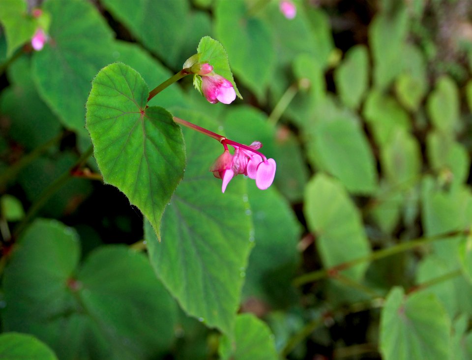 Plante fleur rose Dordogne
