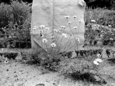 Planten, musea, Pyrethurm, Bestanddeelnr 253-7439