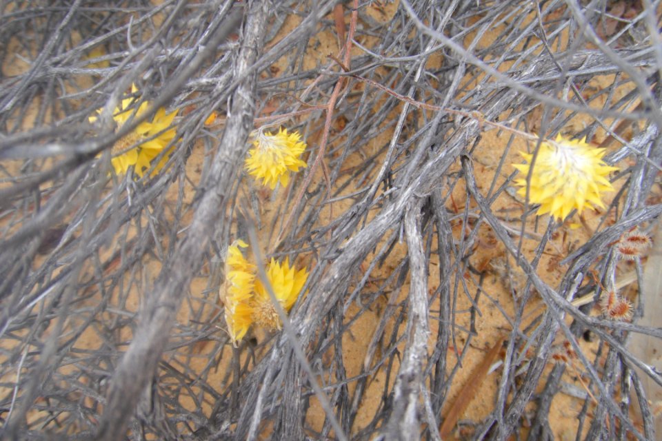 Plante et fleurs à Kalbarri