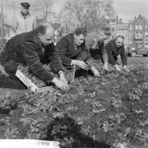 Planten van viooltjes op het Frederiksplein te Amsterdam, Bestanddeelnr 912-2828