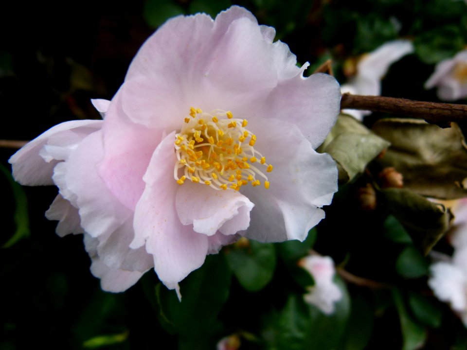 Plante du Jardin du Luxembourg 9