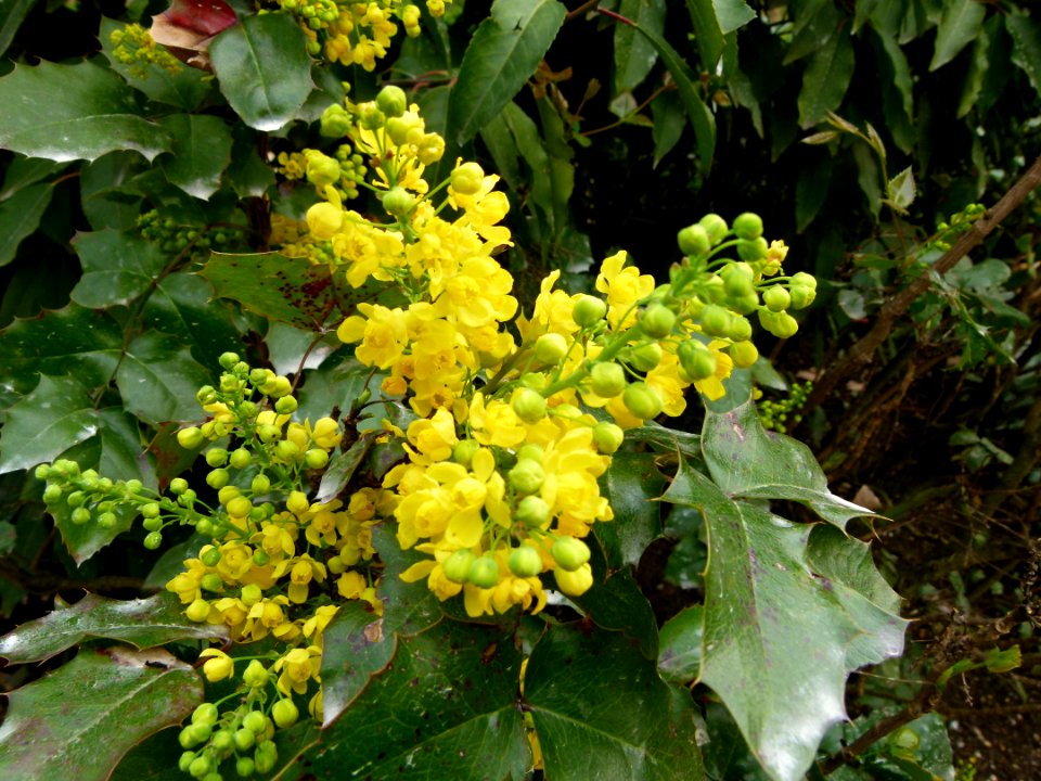 Plante du Jardin du Luxembourg 4