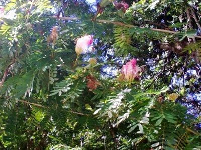 PlantCuba