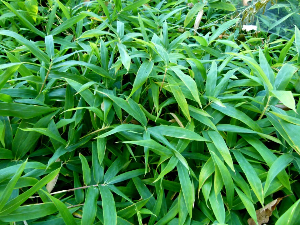 Plante aux Jardins de Bagatelle 20