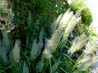 Plante aux Jardins de Bagatelle 11a