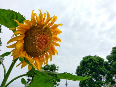 Sunflower the pods yellow