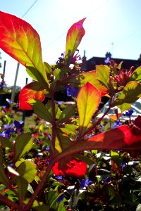 Plante (2)