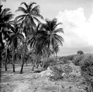 Plantage met palmen op Aruba, Bestanddeelnr 252-3304