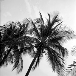 Plantage met palmen op Aruba, Bestanddeelnr 252-3307
