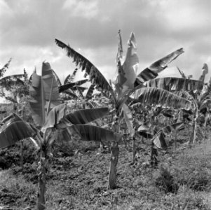 Plantage met bananenbomen, Bestanddeelnr 252-2604