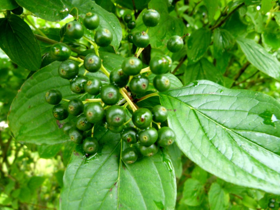 Plante aux graines vertes