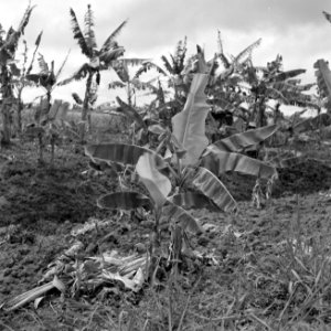 Plantage met bananenbomen, Bestanddeelnr 252-2605