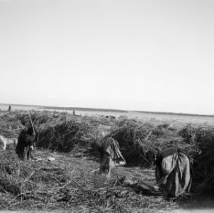 Plantages, arbeiders, Bestanddeelnr 250-8639
