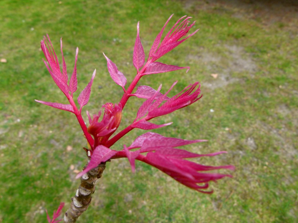 Plante du Jardin du Luxembourg 1