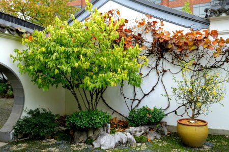 Plants and rocks - Lan Su Chinese Garden - Portland, Oregon - DSC01414