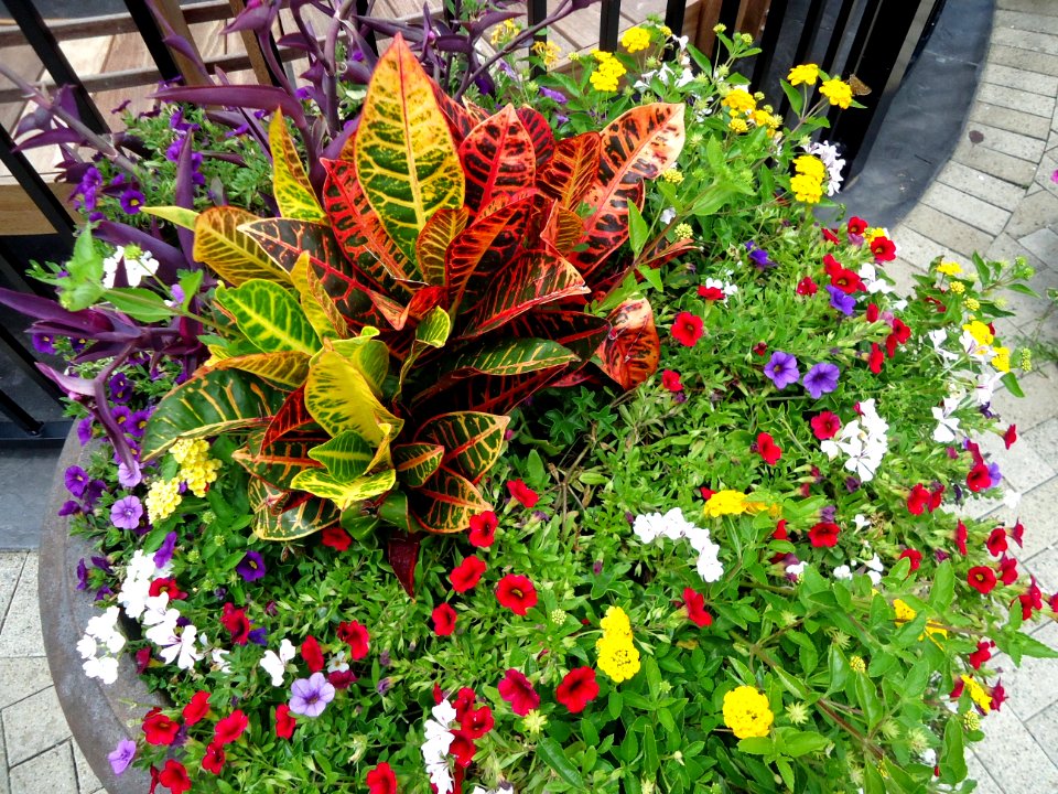 Plants in a large outdoor pot at National Harbor in Maryland