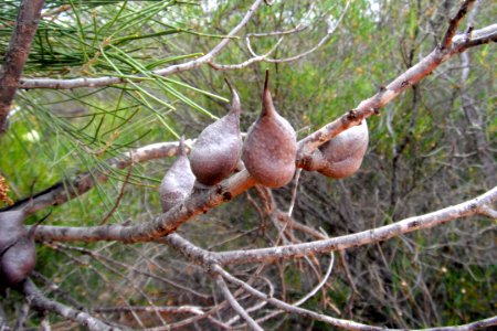 Plants with unknown fruits photo