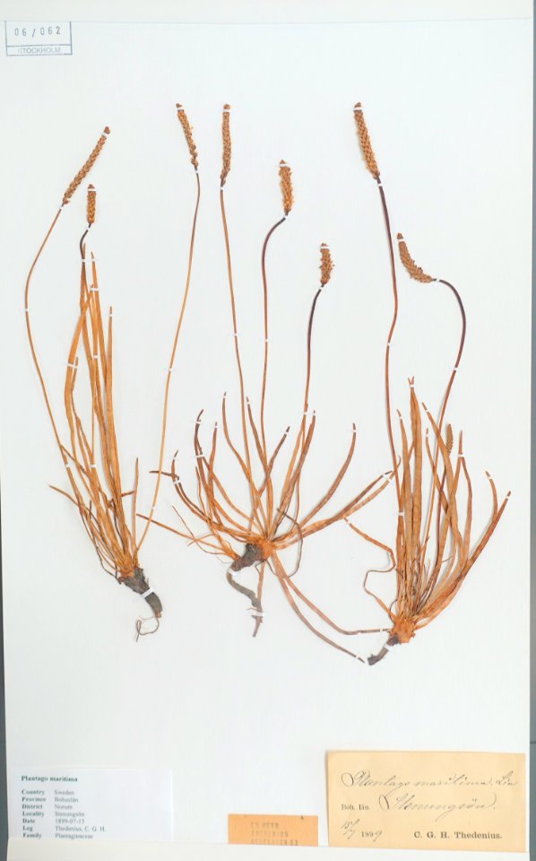Plantago maritima - Swedish Museum of Natural History - Stockholm, Sweden - DSC00718