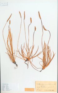Plantago maritima - Swedish Museum of Natural History - Stockholm, Sweden - DSC00718