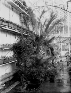 Plants in a conservatory (1294034)