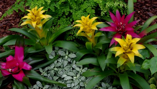 Plantes jaunes et violettes - Kew Gardens