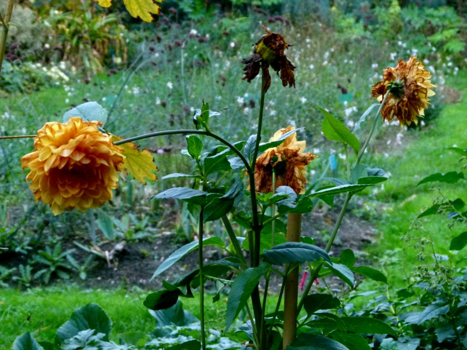 Plantes fanées du Jardin des Plantes de Paris