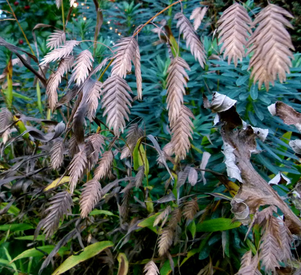 Plantes et fleurs fanées du Jardin des Plantes de Paris 3