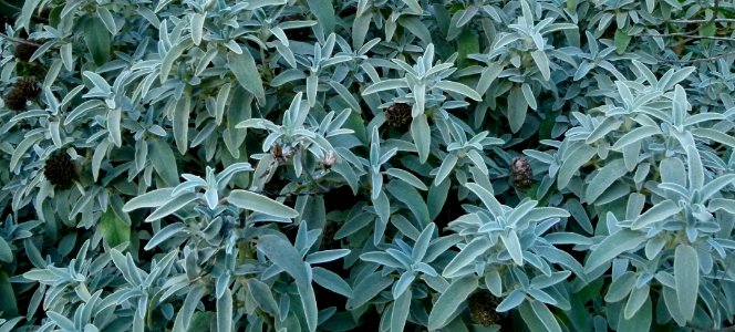 Plantes du Jardin des Plantes de Paris 01