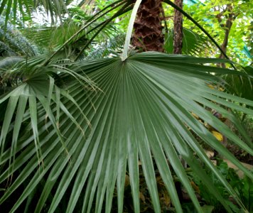 Plantes des serres d'Auteuil 5