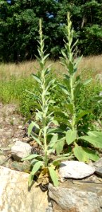 Plants growing in Riverdale New Jersey