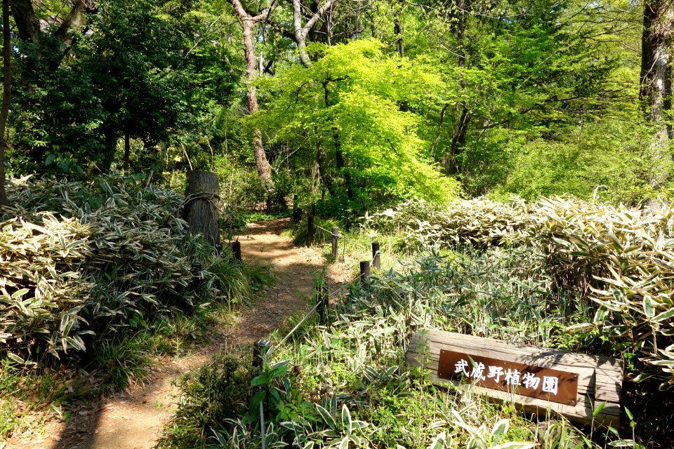 Plants - Institute for Nature Study, Tokyo - DSC02120