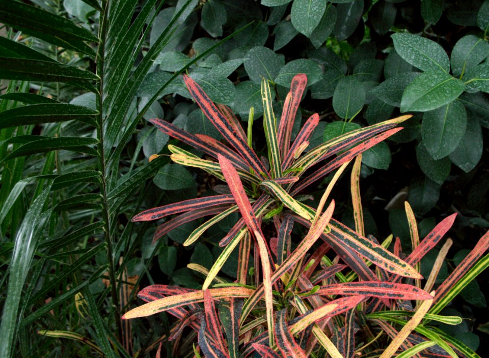 Plantes des serres d'Auteuil 6