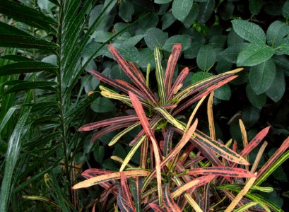 Plantes des serres d'Auteuil 6