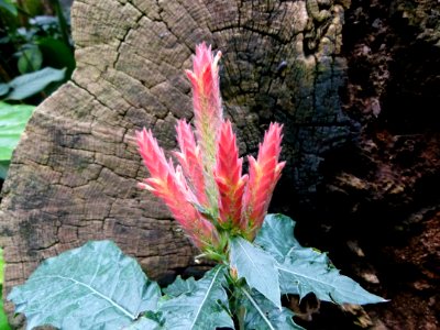 Plante ccc2
