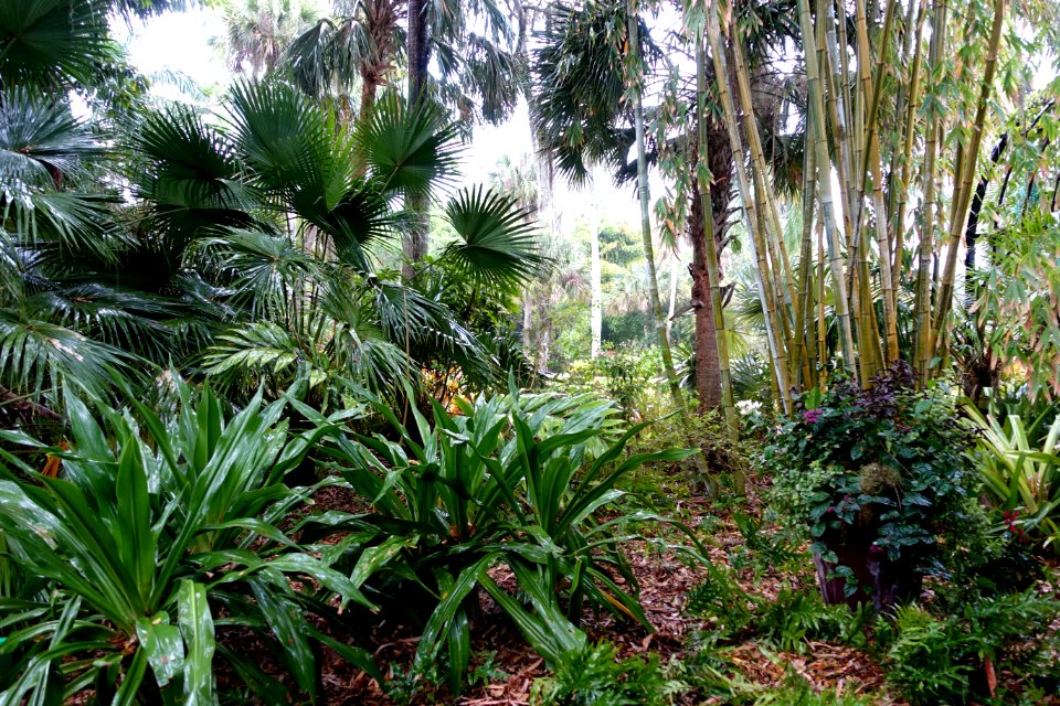 Plantings - McKee Botanical Garden - Vero Beach, Florida - DSC03056