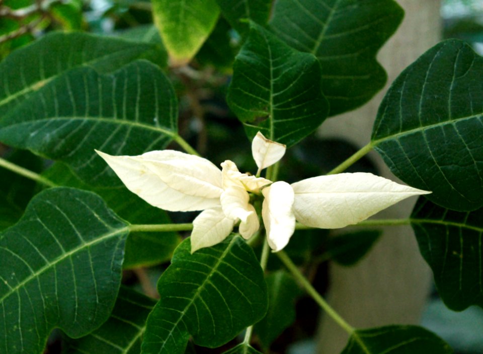 Plantes des serres d'Auteuil 3