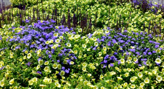 Plantings - Coastal Maine Botanical Gardens - DSC03060